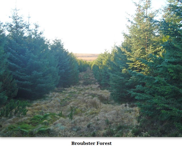 Section of Broubster Forest